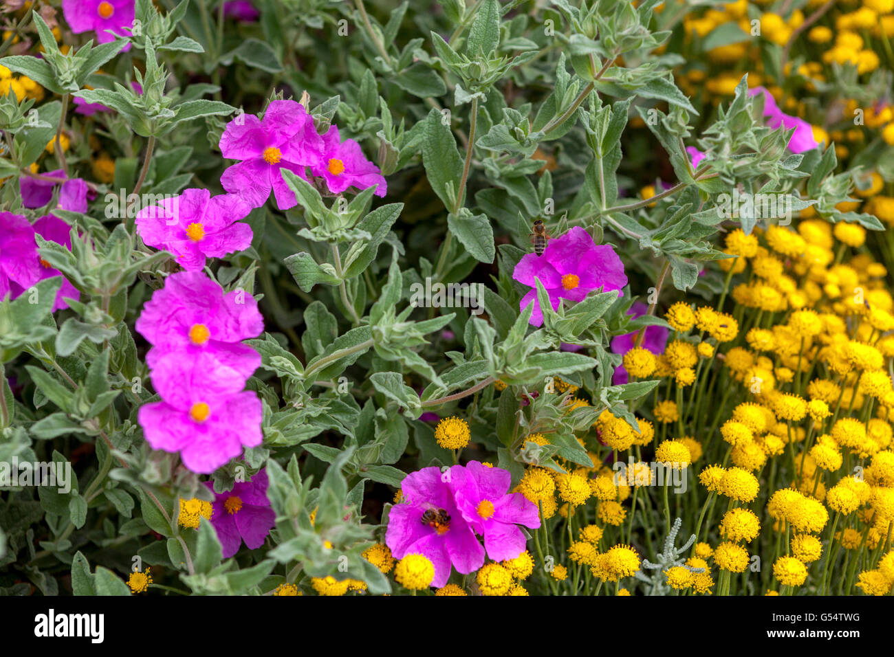 Yellow Santolina insularis and  pink Cistus pulverulentus, Rockrose Stock Photo