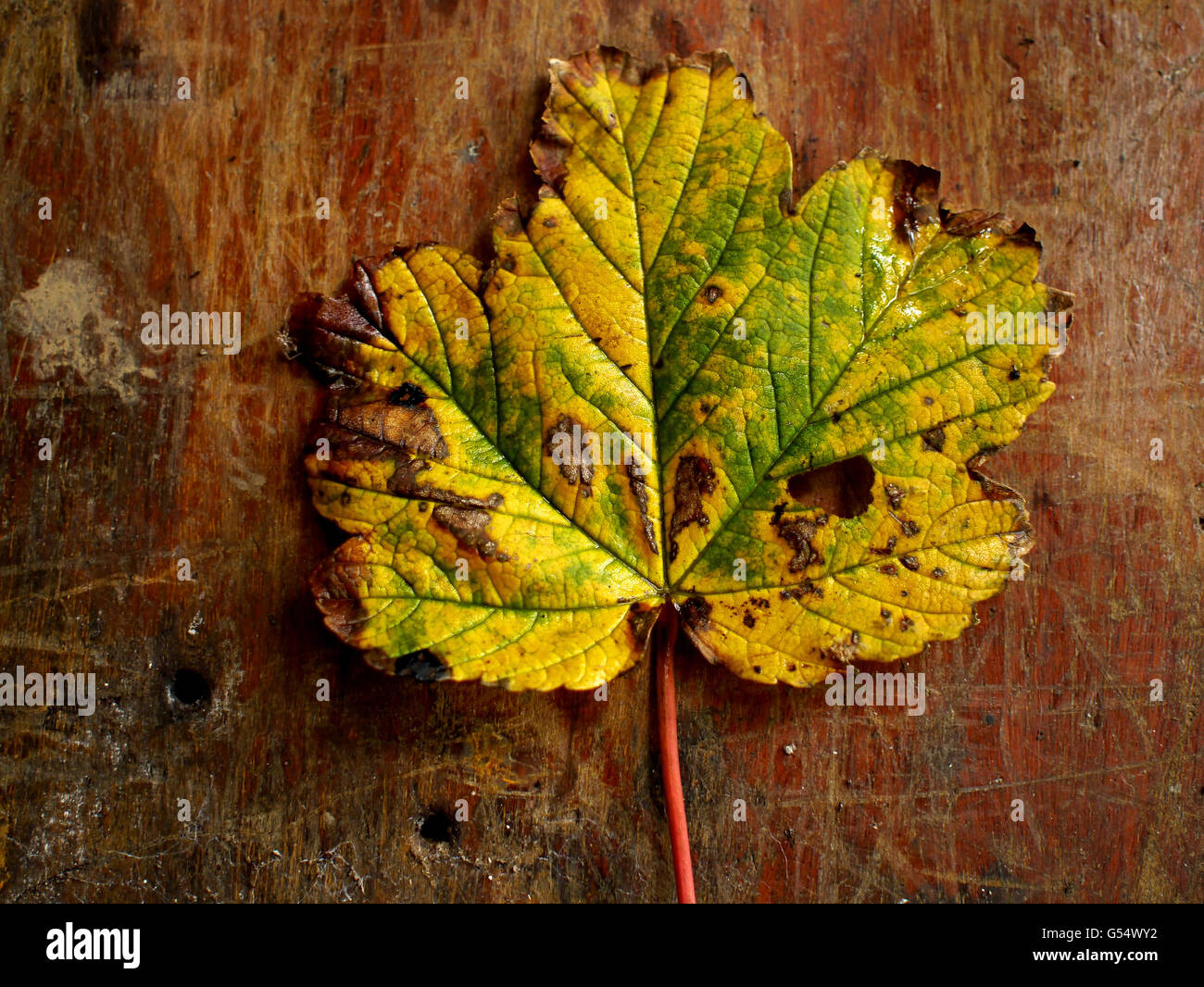 Autumnal Sycamore leaf on rustic wooden board Stock Photo