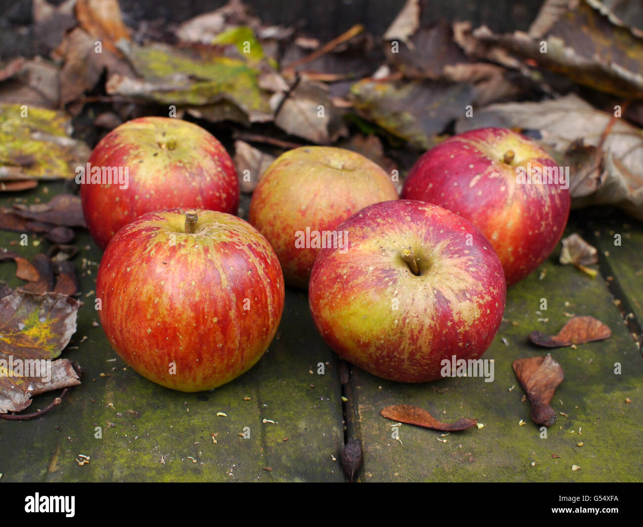 Windfall apples in Cornish garden Stock Photo