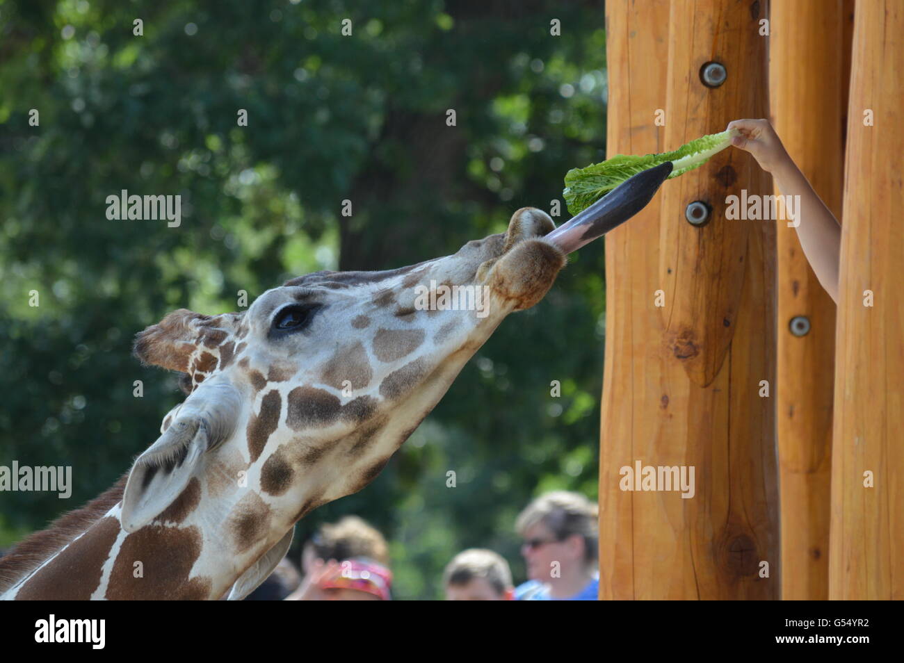 Hungry giraffe eating lettuce hi-res stock photography and images - Alamy