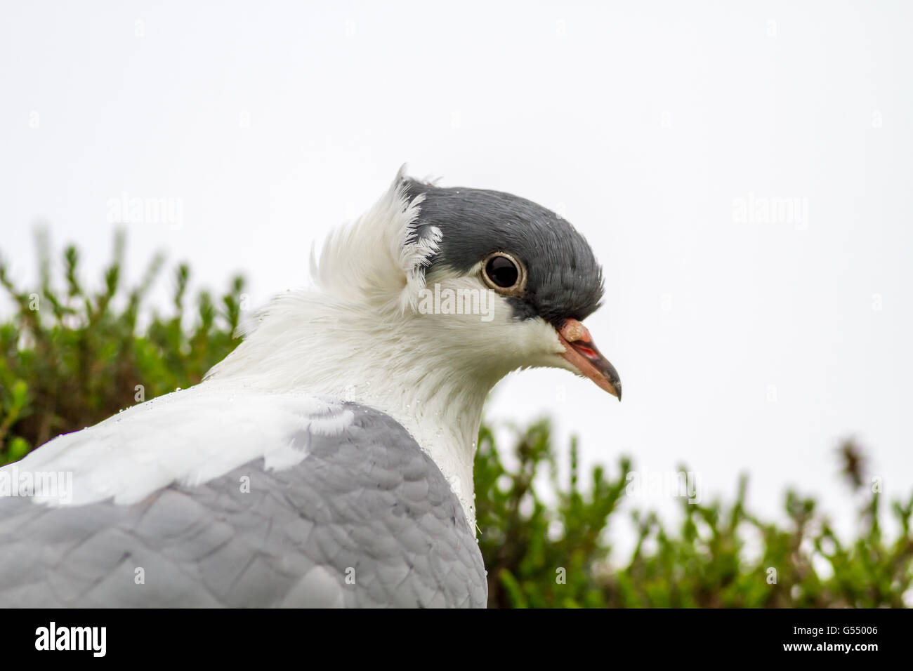 Escaped blue barless swallow clean legged thuringer pigeon spotted on Burley Moor, Yorkshire, UK Stock Photo