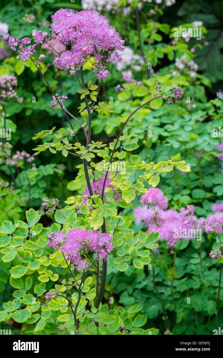 Meadow rue - Thalictrum aquilegiifolium Stock Photo