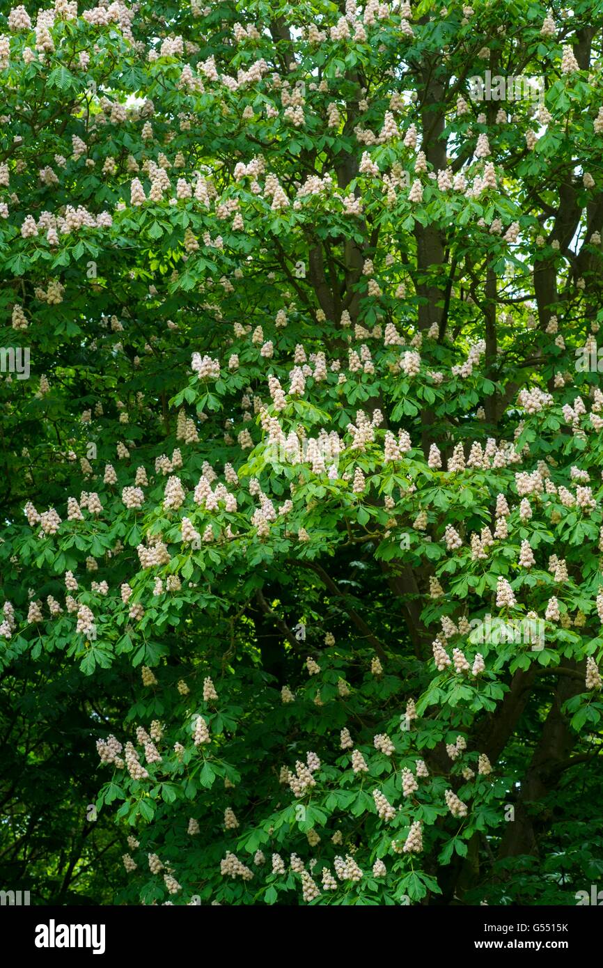 Horse Chestnut - Aesculus hippocastanum,  flower spikes, May, England. Stock Photo