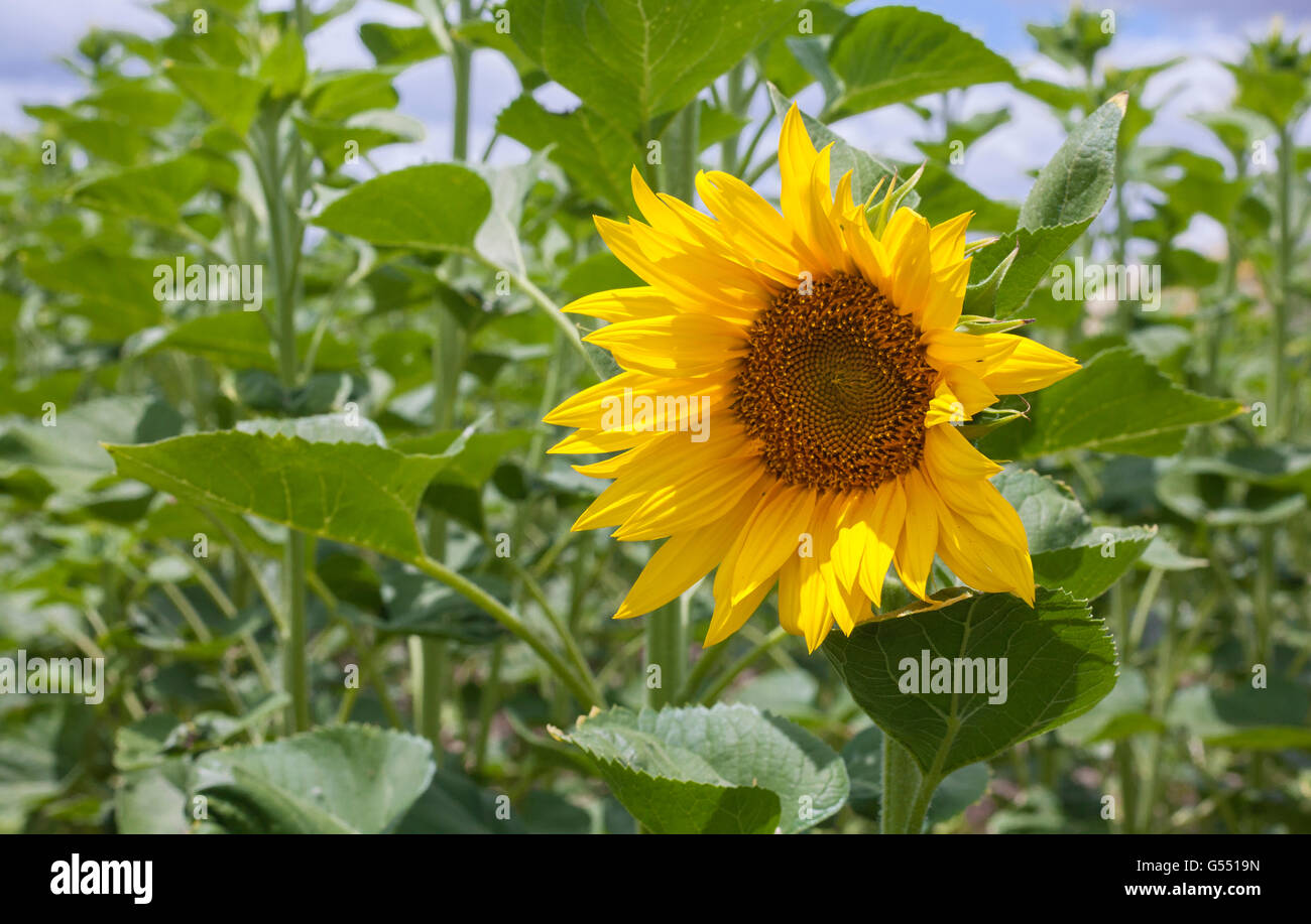 First open sunflower of season, Vegas Altas del Guadiana, Extremadura, Spain Stock Photo