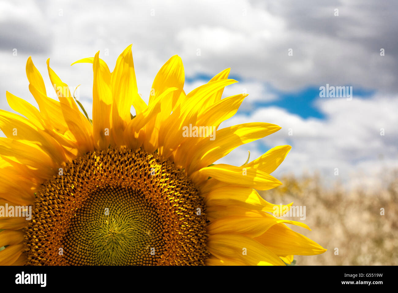 First open sunflower of season, Vegas Altas del Guadiana, Extremadura, Spain. Closeup Stock Photo