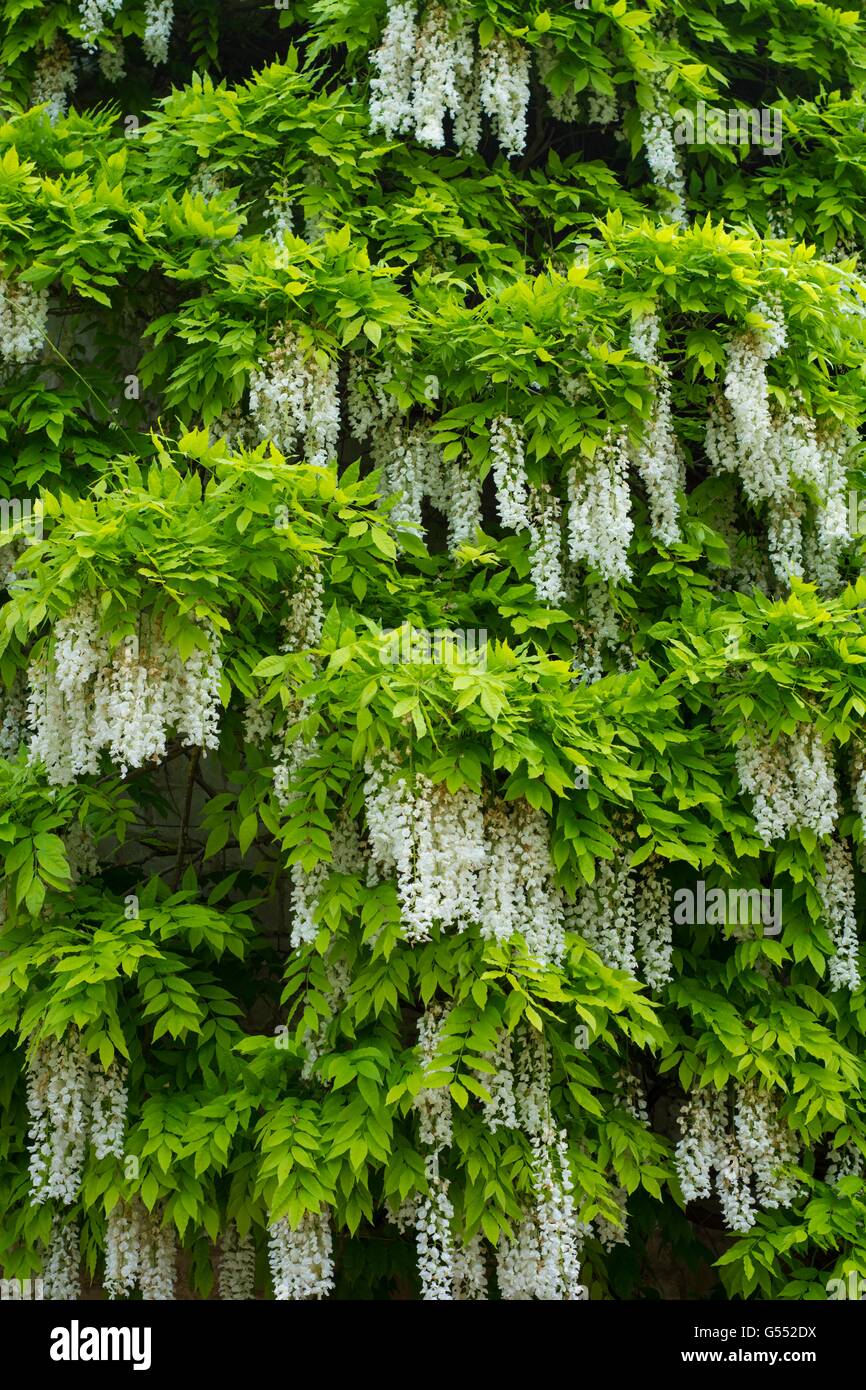 White Flowering Wisteria. Stock Photo
