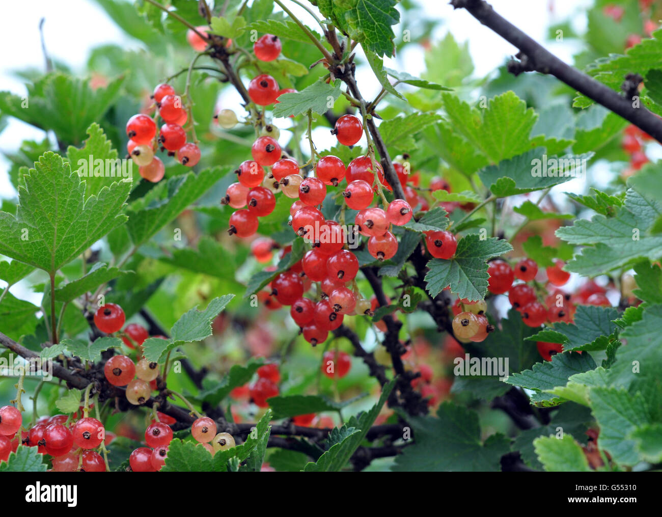 Bush of a red currant Stock Photo Alamy