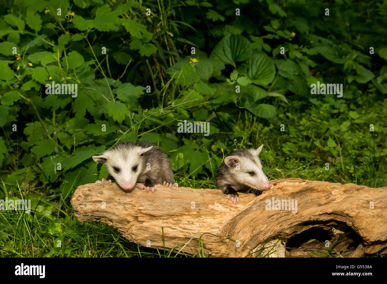 https://c8.alamy.com/comp/G5538A/baby-opossum-learning-to-climb-G5538A.jpg