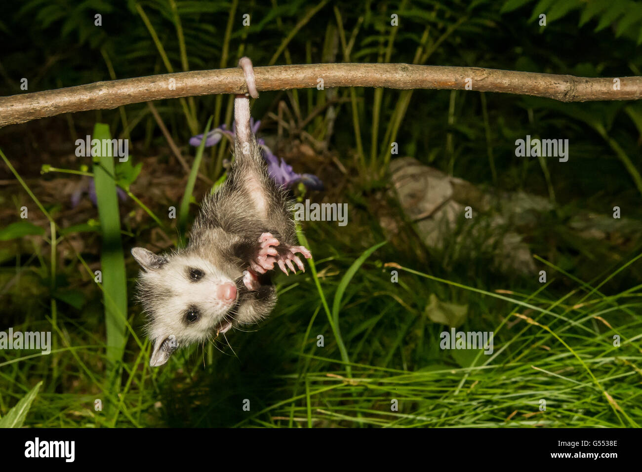 A baby Opossum hanging by it's tail from a branch in the woods. Stock Photo