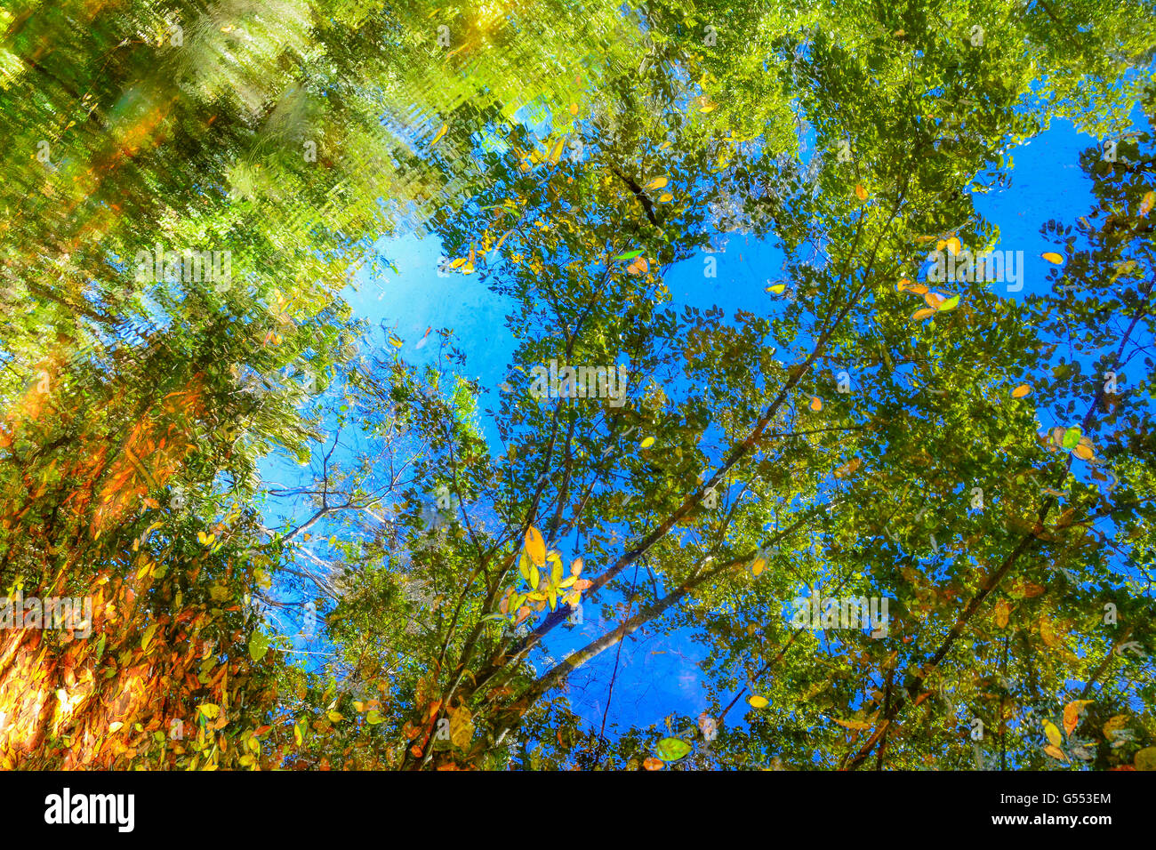 Reflection of trees in water on a sunny day Stock Photo