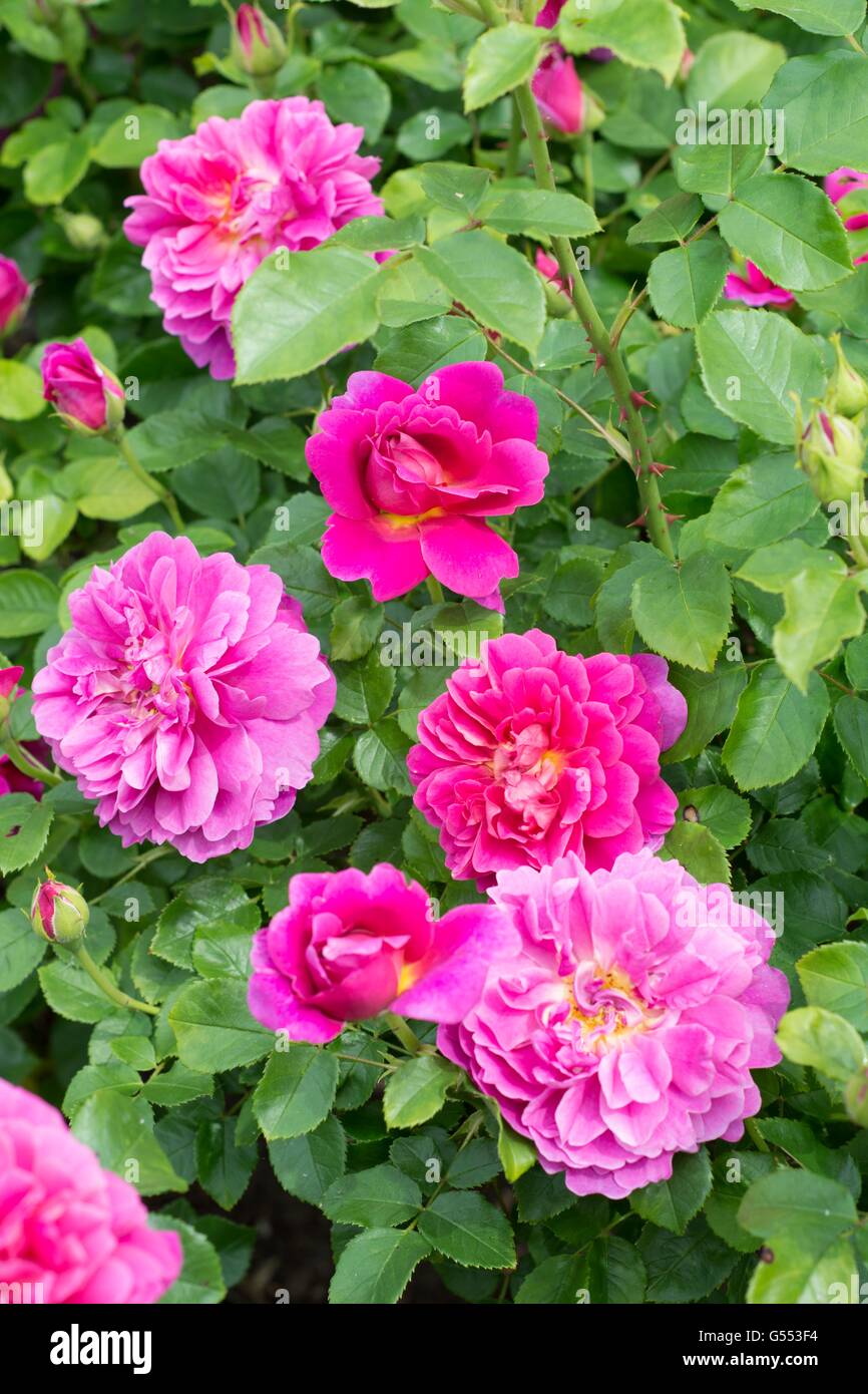 PRINCESS ANNE , English Rose - bred by David Austin, Shrub Rose Stock Photo  - Alamy