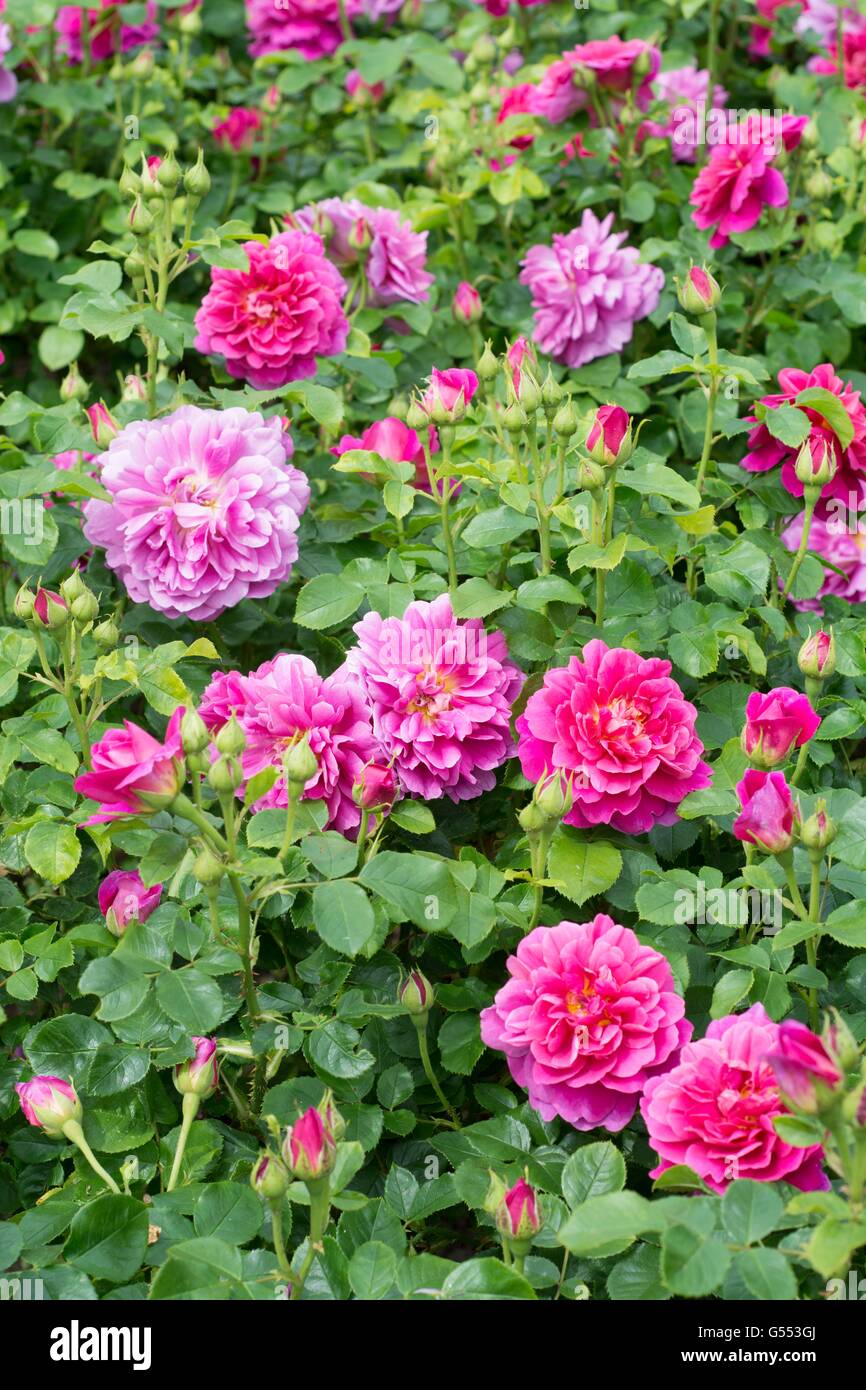 PRINCESS ANNE , English Rose - bred by David Austin, Shrub Rose Stock Photo  - Alamy