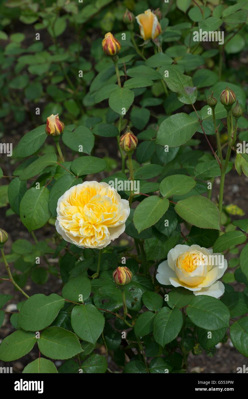 CHARLOTTE, English Rose - bred by David Austin, Shrub Rose Stock Photo -  Alamy