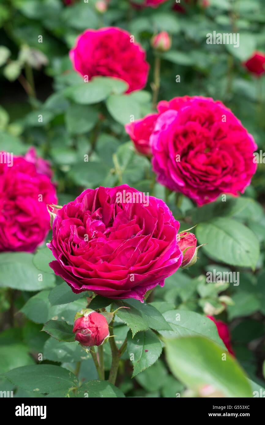 HEATHCLIFF, English Rose - bred by David Austin, Shrub Rose Stock Photo -  Alamy