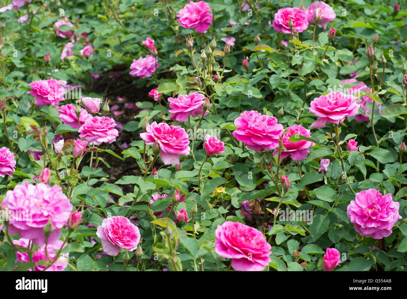 ENGLAND'S ROSE, English Rose - bred by David Austin, Shrub Rose Stock Photo  - Alamy