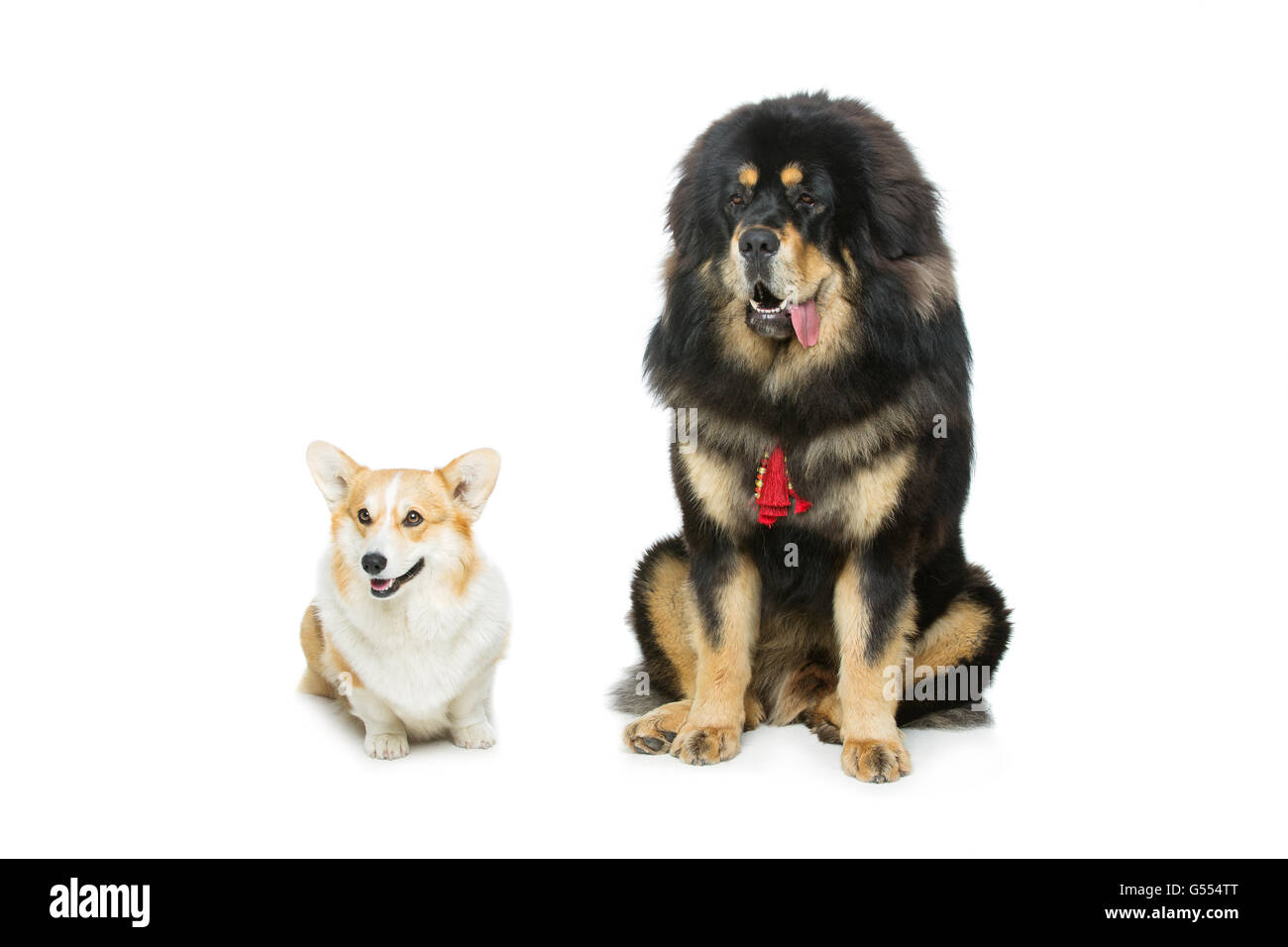 and mastiff dogs Stock Photo Alamy