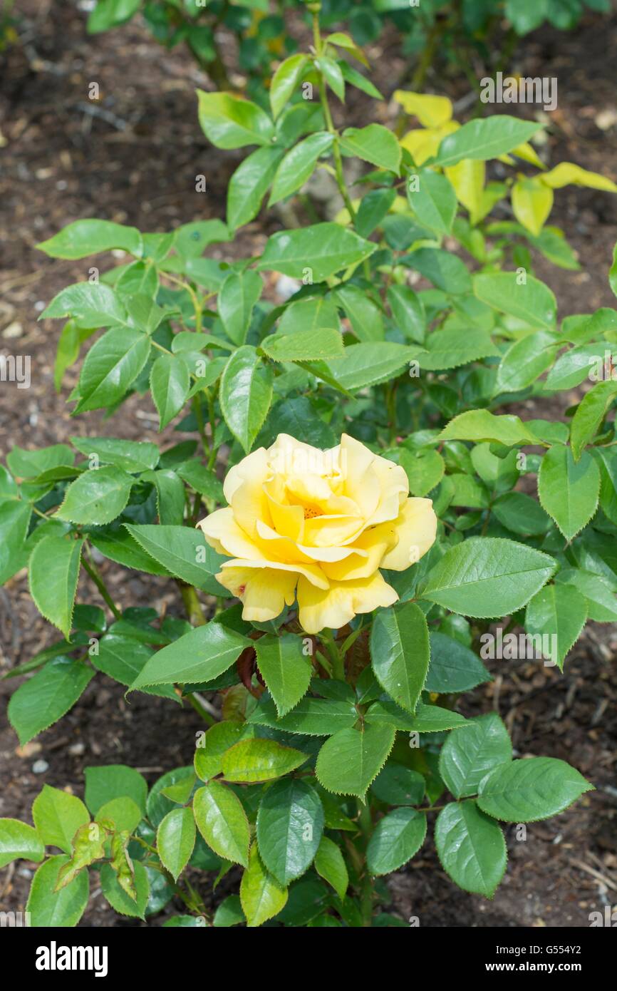 Hybrid Tea rose - 'Keep Smiling'. Stock Photo
