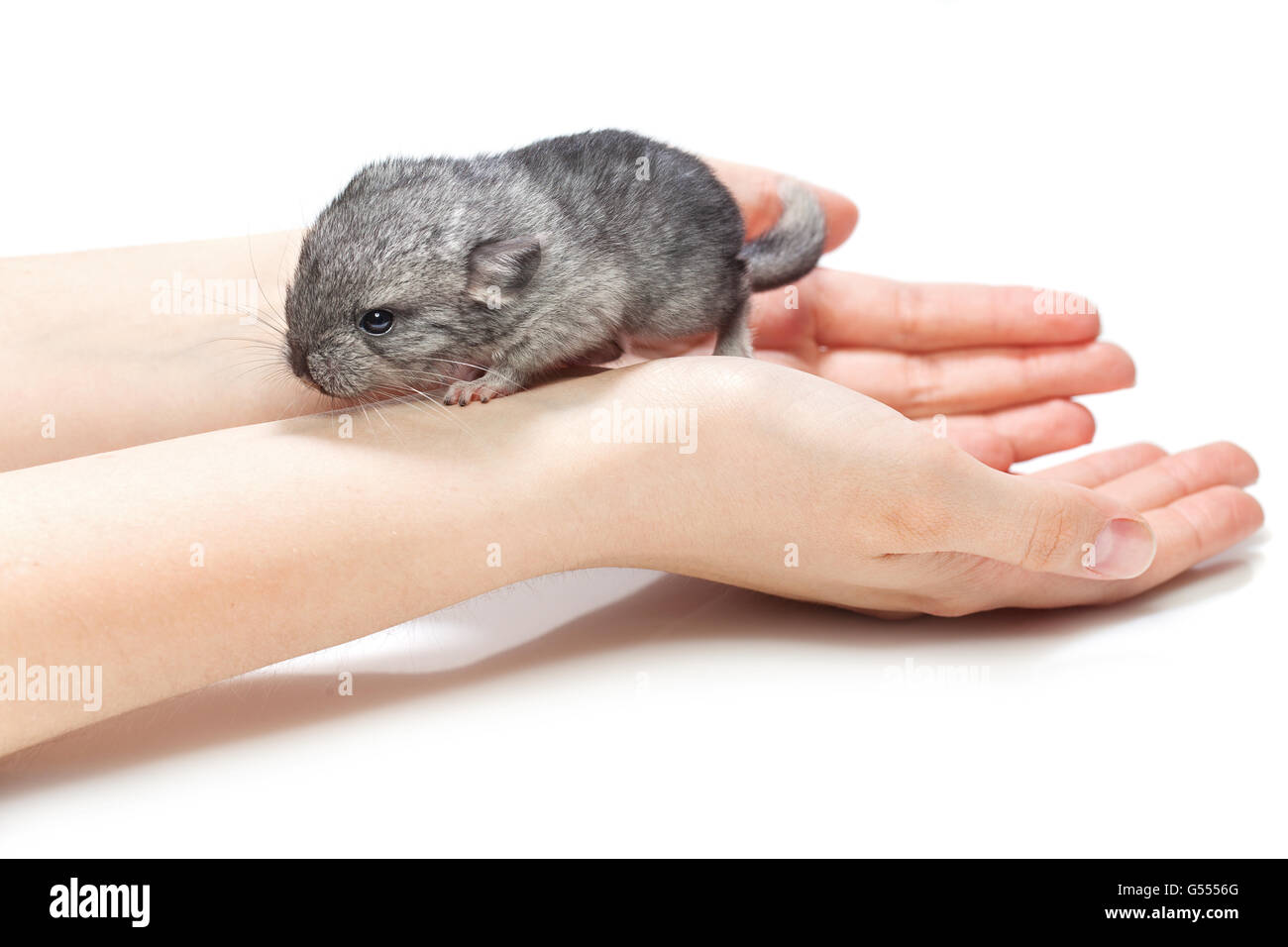 White Baby Chinchilla Sitting On High Resolution Stock Photography And Images Alamy