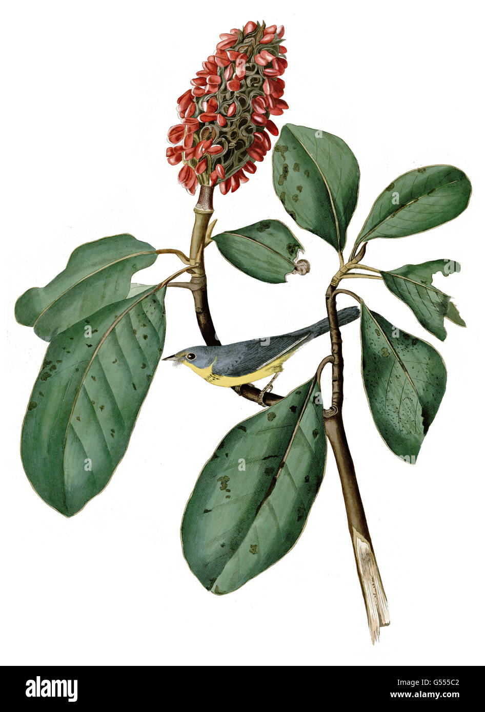 Canada Warbler, Wilsonia canadensis, Bonaparte s Flycatcher, birds, 1827 - 1838 Stock Photo
