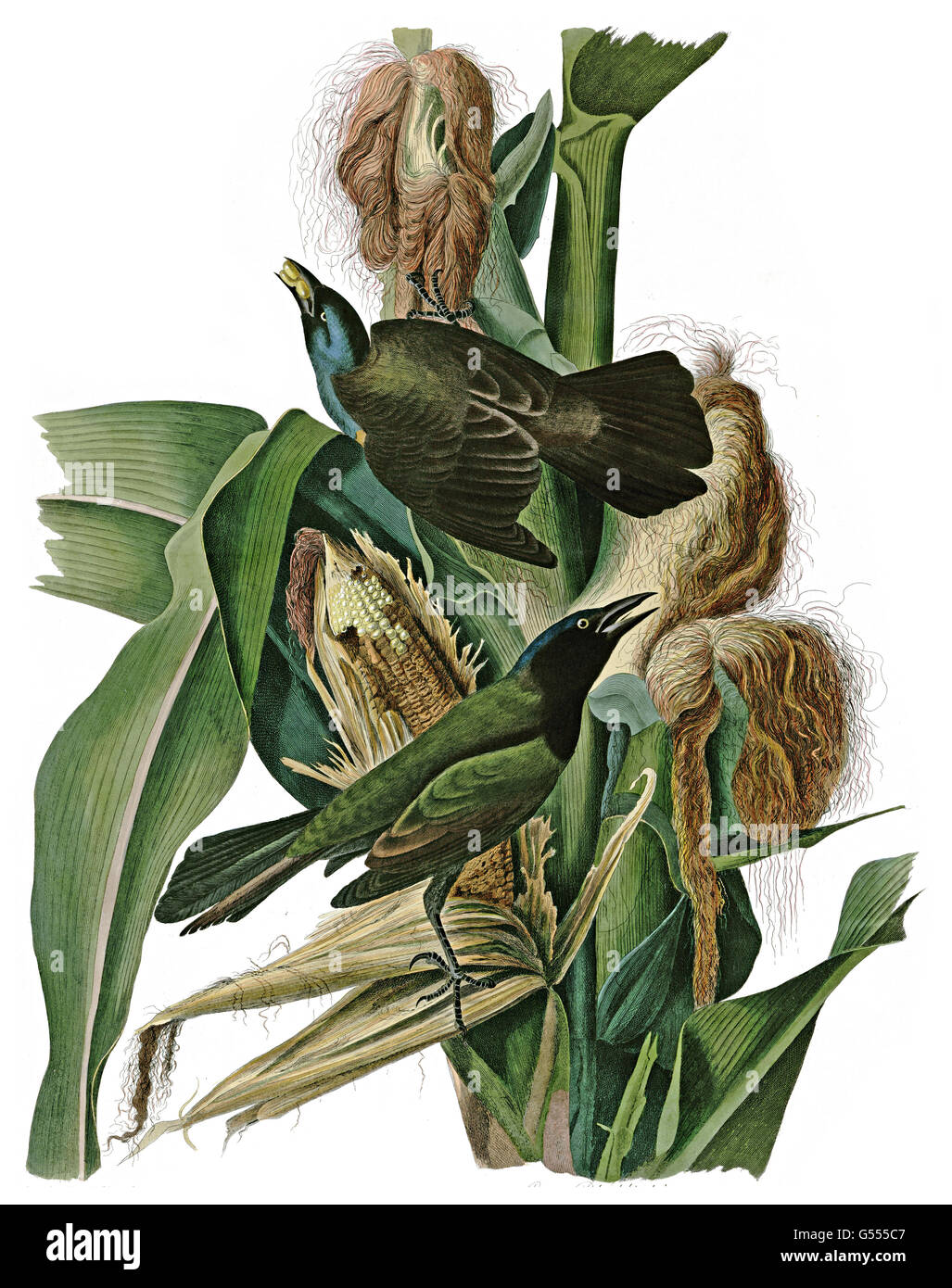 Common Grackle, Quiscalus quiscula, Purple Grakle or Common Crow Blackbird, birds, 1827 - 1838 Stock Photo