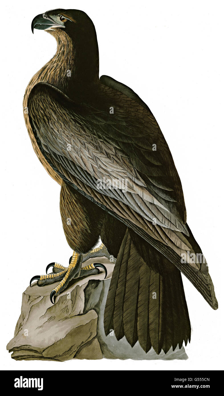 Bald Eagle, Haliaeetus leucocephalus, Bird of Washington, birds, 1827 - 1838 Stock Photo