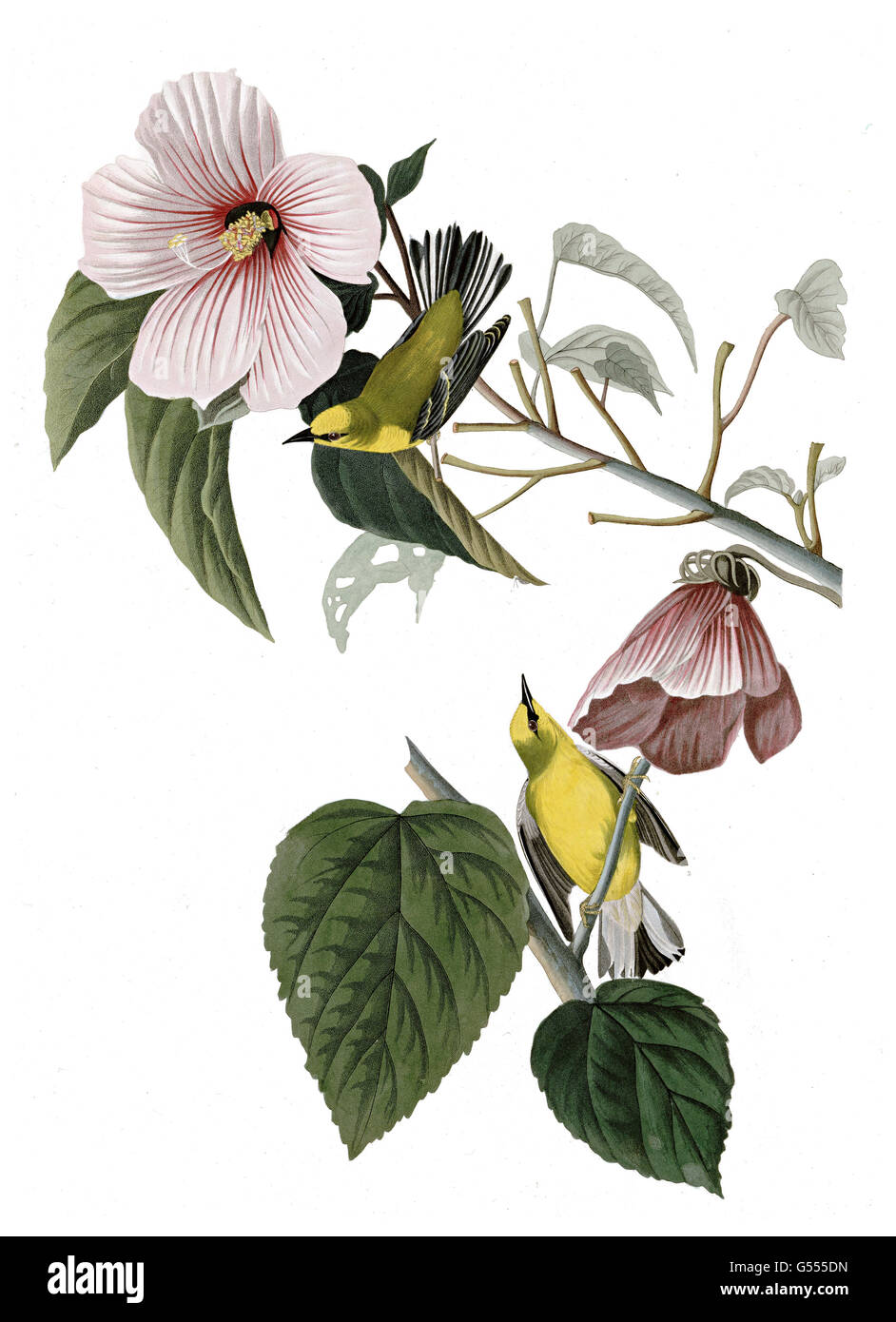Blue-winged Warbler, Vermivora pinus, Blue-winged Yellow Warbler, birds, 1827 - 1838 Stock Photo