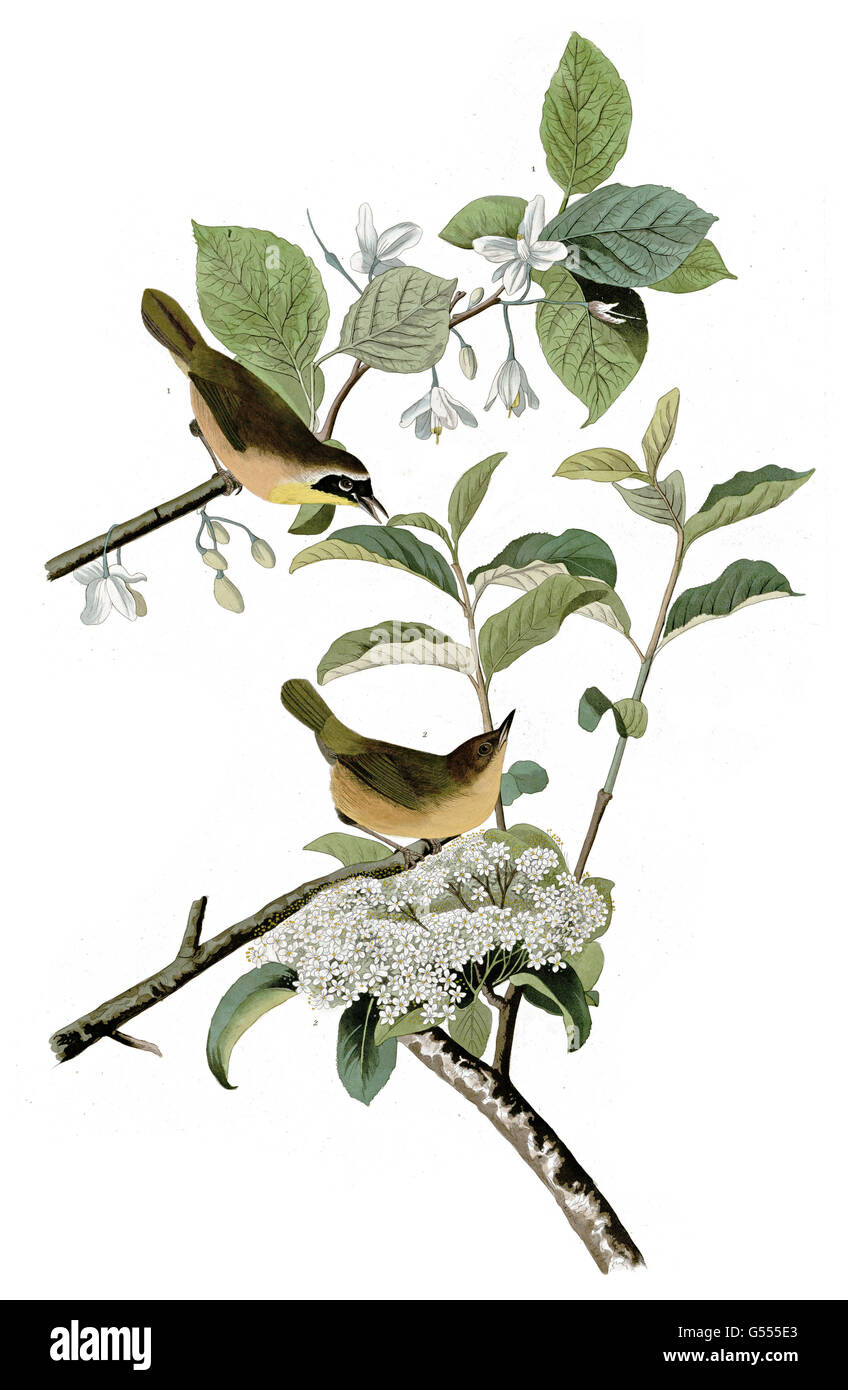 Common Yellowthroat, Geothlypis trichas, Yellow-breasted Warbler, birds, 1827 - 1838 Stock Photo