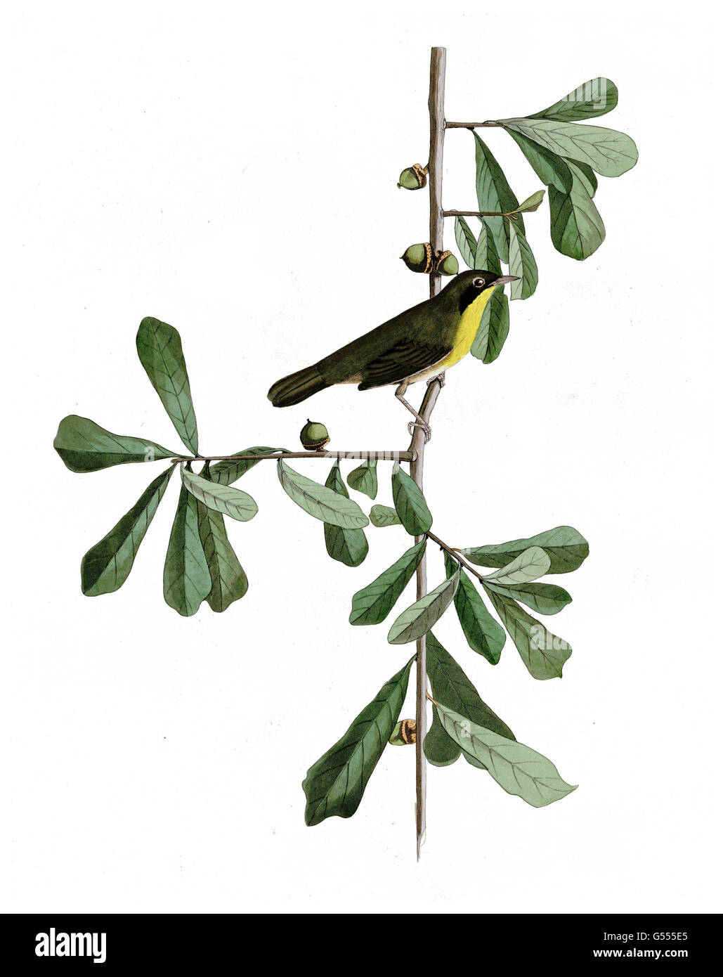 Common Yellowthroat, Geothlypis trichas, Roscoe s Yellow-throat, birds, 1827 - 1838 Stock Photo