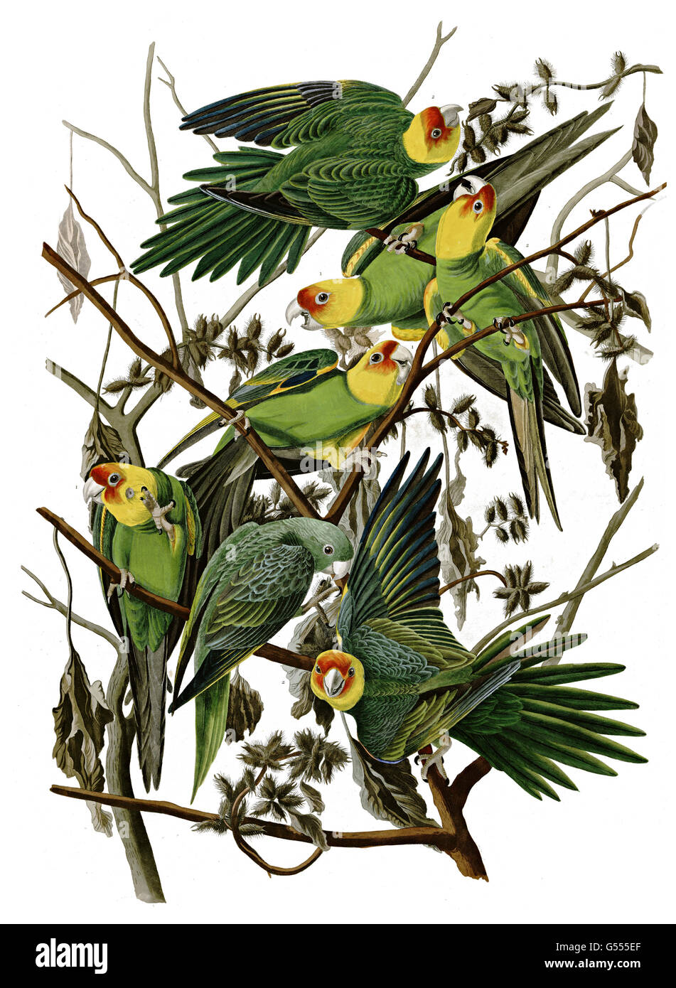 Carolina parakeet, Conuropis carolinensis, Carolina Parrot, birds, 1827 - 1838 Stock Photo