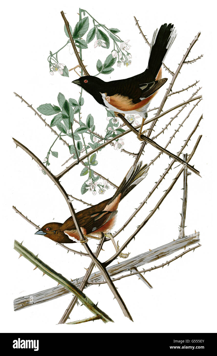 Rufous-sided Towhee ou Eastern Towhee, Pipilo erythrophthalmus, Towhe Bunting, birds, 1827 - 1838 Stock Photo