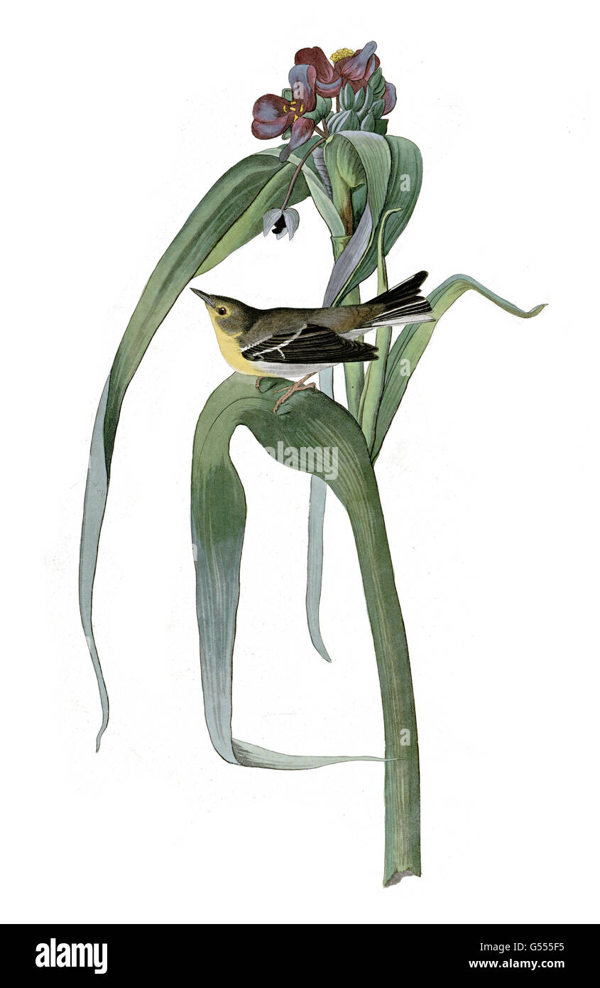 Pine warbler, Dendroica pinus, Vigor s Warbler, birds, 1827 - 1838 Stock Photo