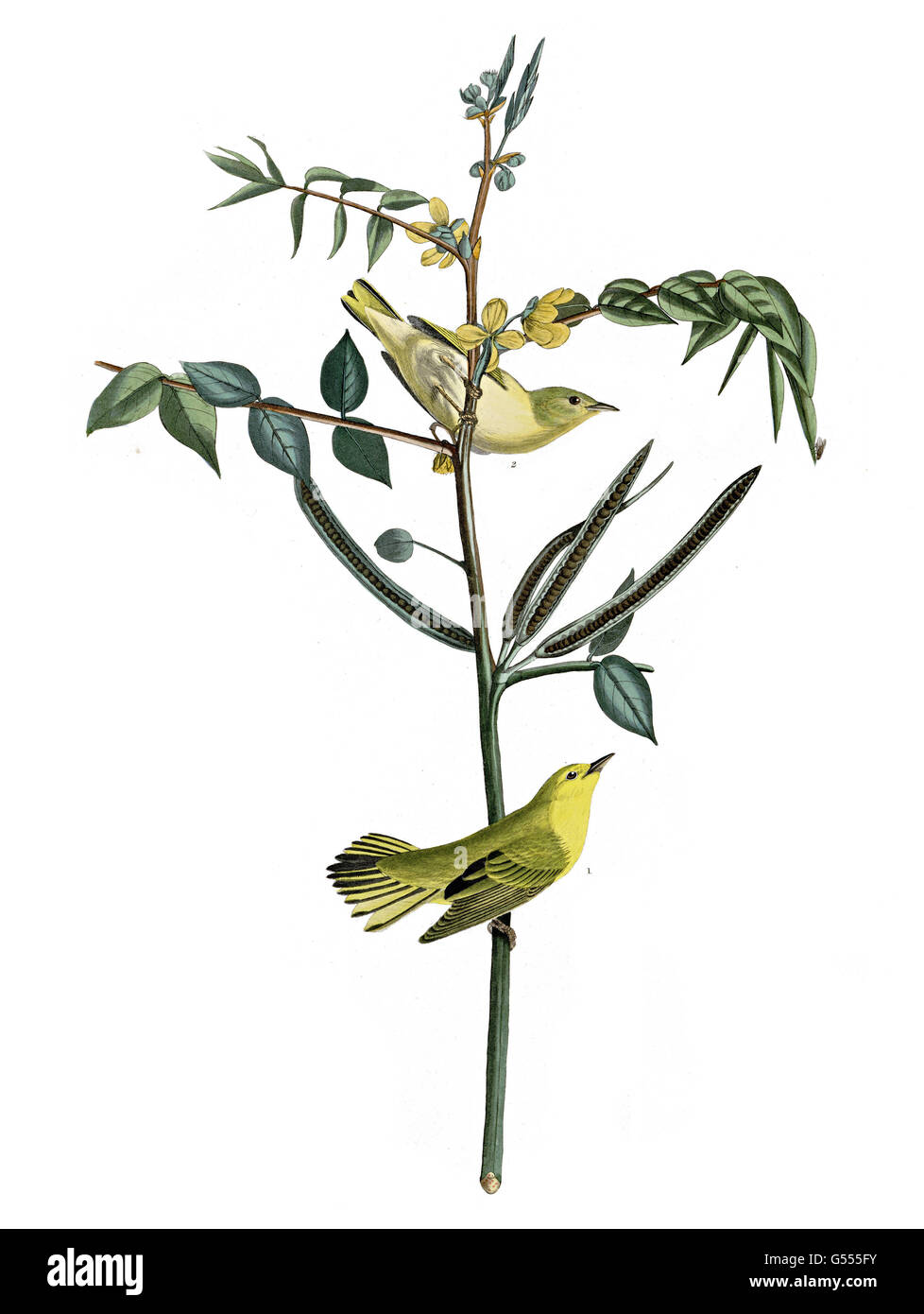 Yellow warbler, Dendroica petechia, Children s Warbler, birds, 1827 - 1838 Stock Photo