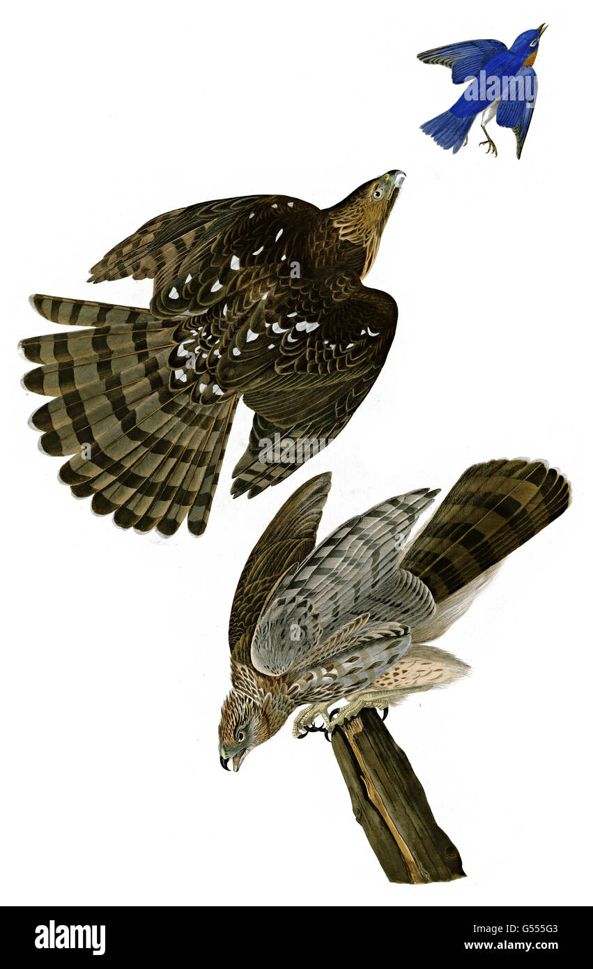 Cooper s Hawk, Accipiter cooperii, Stanley Hawk, birds, 1827 - 1838 Stock Photo