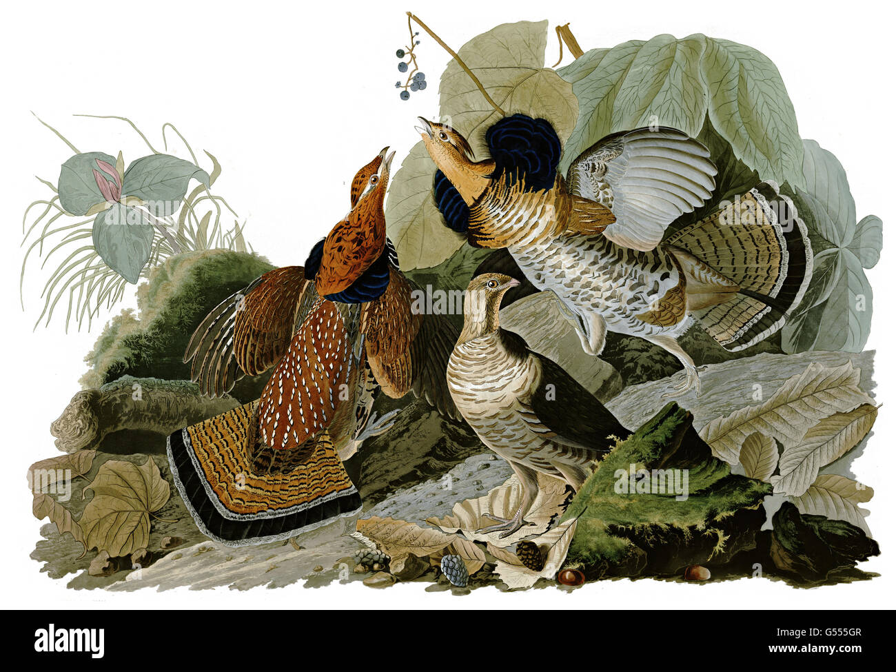 Ruffed Grouse, Bonasa umbellus, birds, 1827 - 1838 Stock Photo