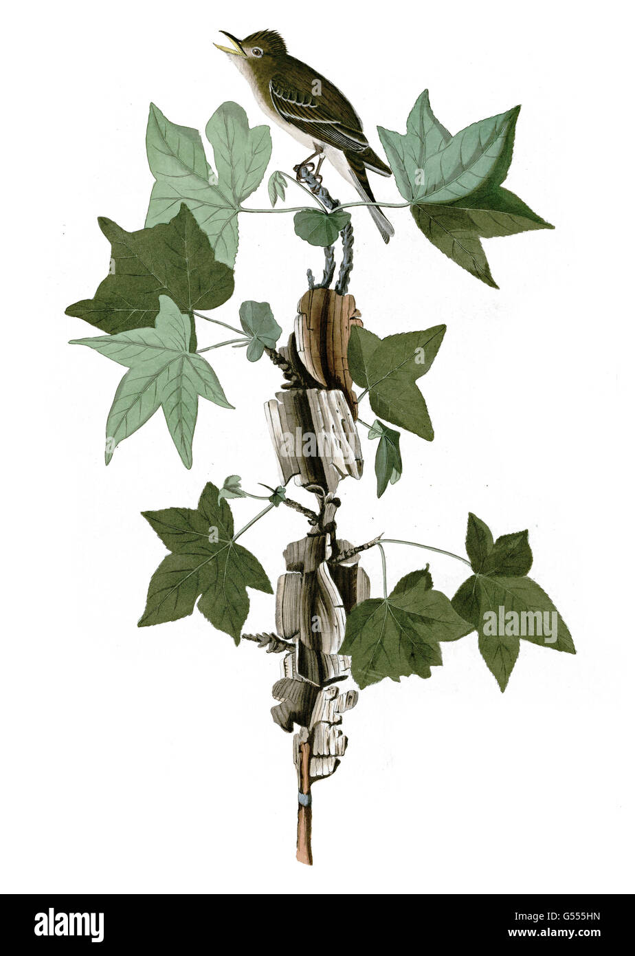 Willow Flycatcher, Empidonax traillii, Traill s Flycatcher, birds, 1827 - 1838 Stock Photo