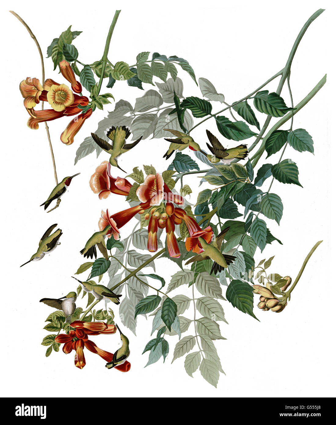 Ruby-throated Hummingbird, Archilochus colubris, Ruby-throated Humming Bird, birds, 1827 - 1838 Stock Photo