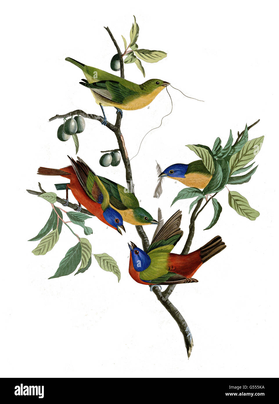 Painted Bunting, Passerina cirus, Painted Finch, birds, 1827 - 1838 Stock Photo