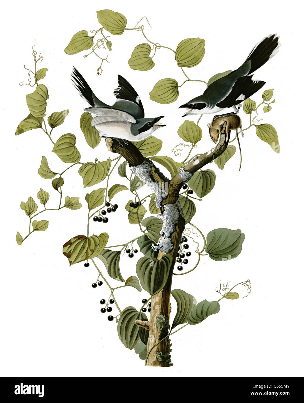 Loggerhead Shrike, Lanius ludovicianus, birds, 1827 - 1838 Stock Photo