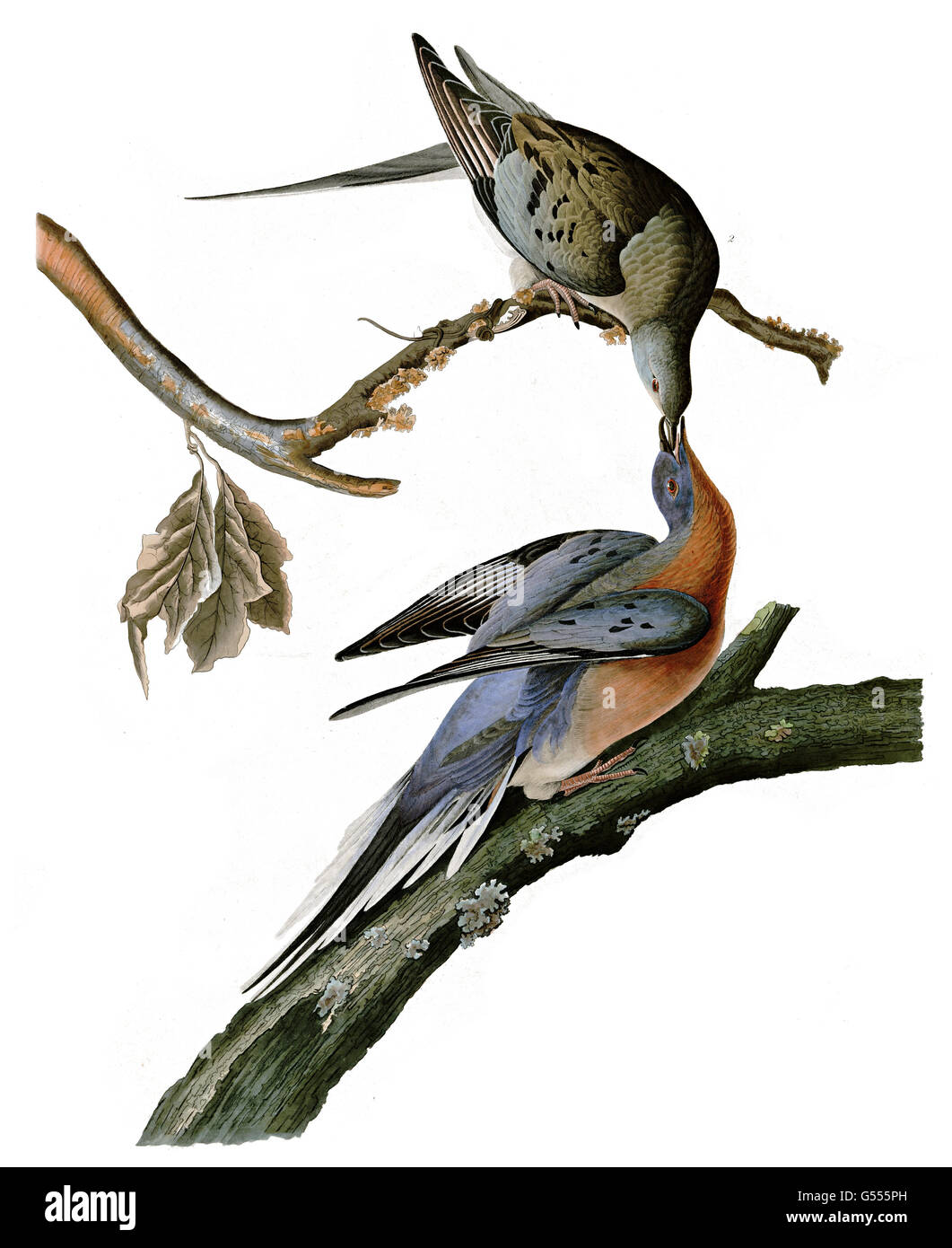 Passenger Pigeon, Ectopistes migratorius, birds, 1827 - 1838 Stock Photo