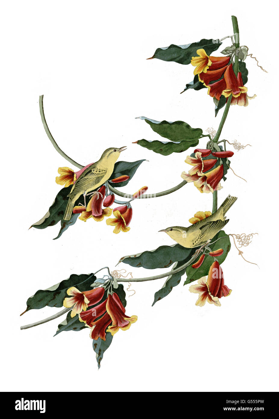 Yellow Warbler, Dendroica petechia, Rathbone Warbler, birds, 1827 - 1838 Stock Photo