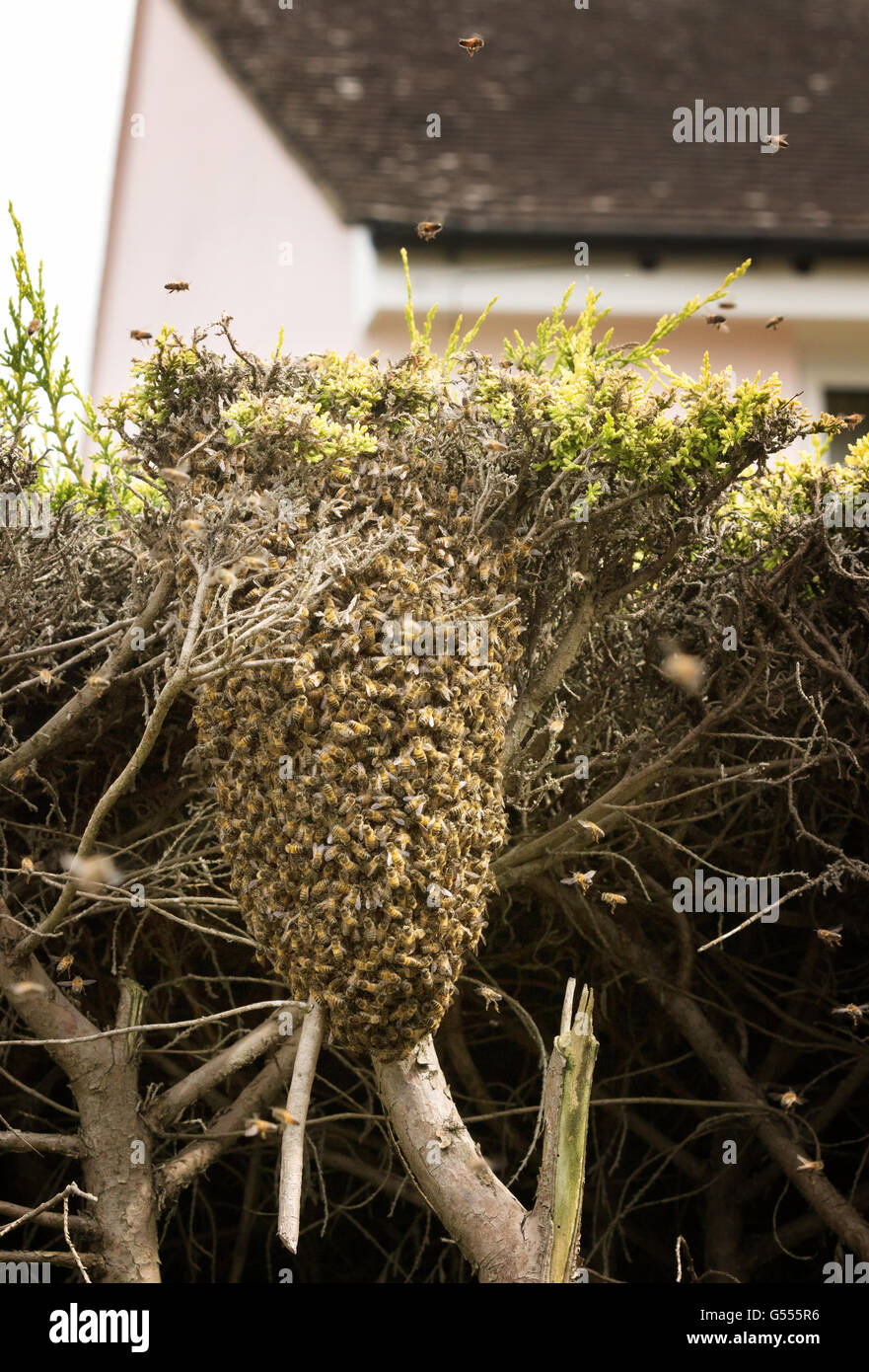 A swarm of honey bees swarming in a hedge, Suffolk, England UK Stock Photo