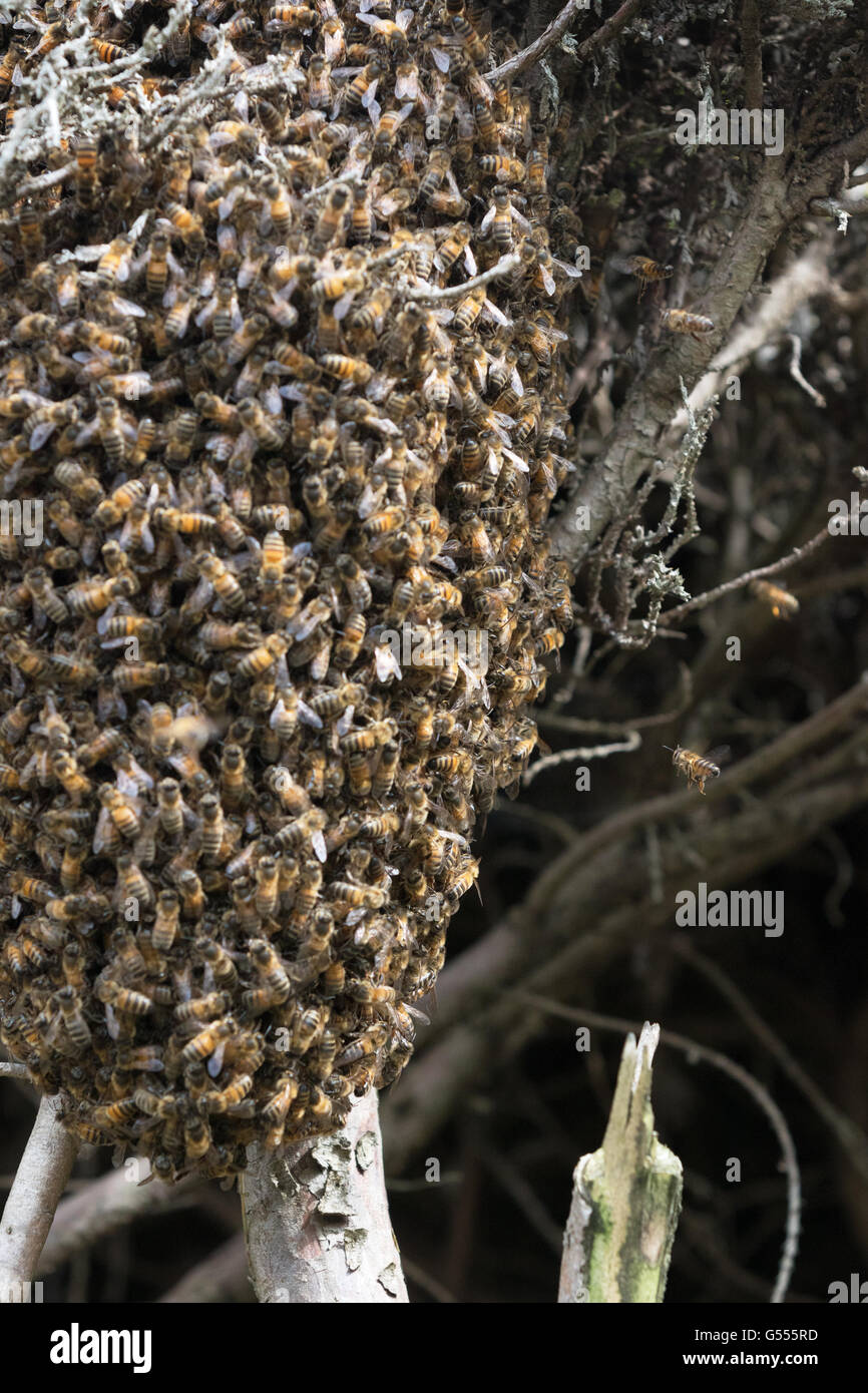 A swarm of honey bees swarming in a hedge, Suffolk, England UK Stock Photo