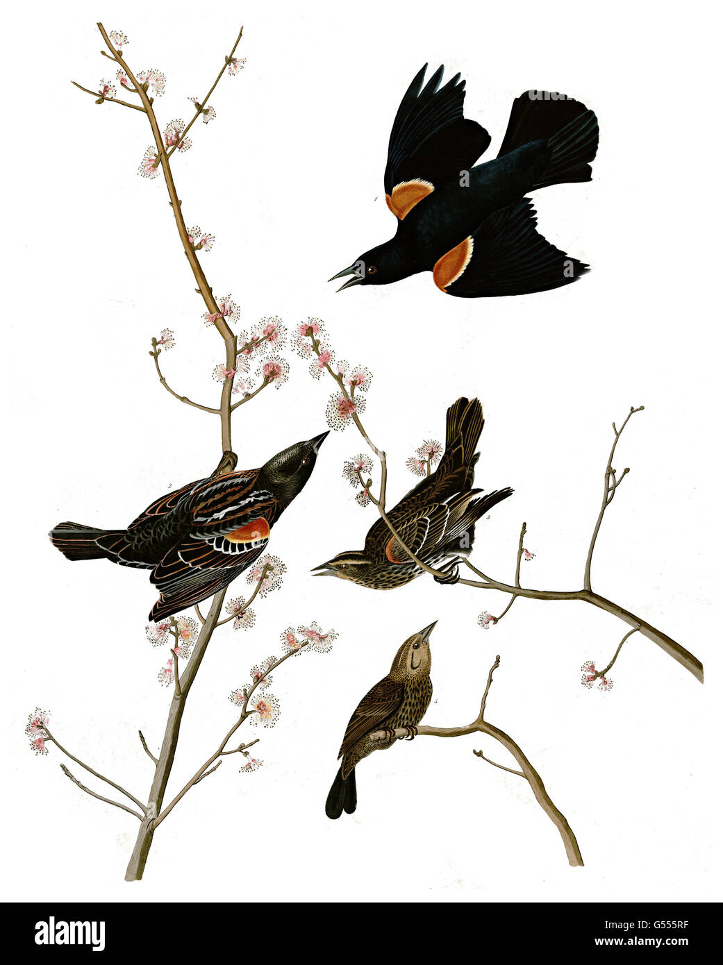 Red-winged Blackbird, Agelaius phoeniceus, Red-winged Starling or Marsh Blackbird, birds, 1827 - 1838 Stock Photo