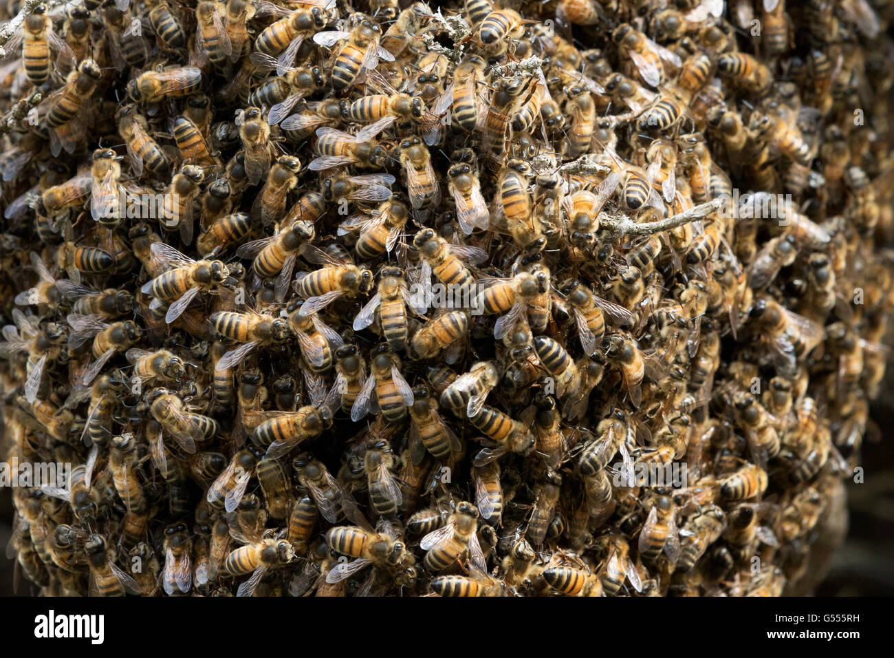 A swarm of honeybees, close up, UK Stock Photo