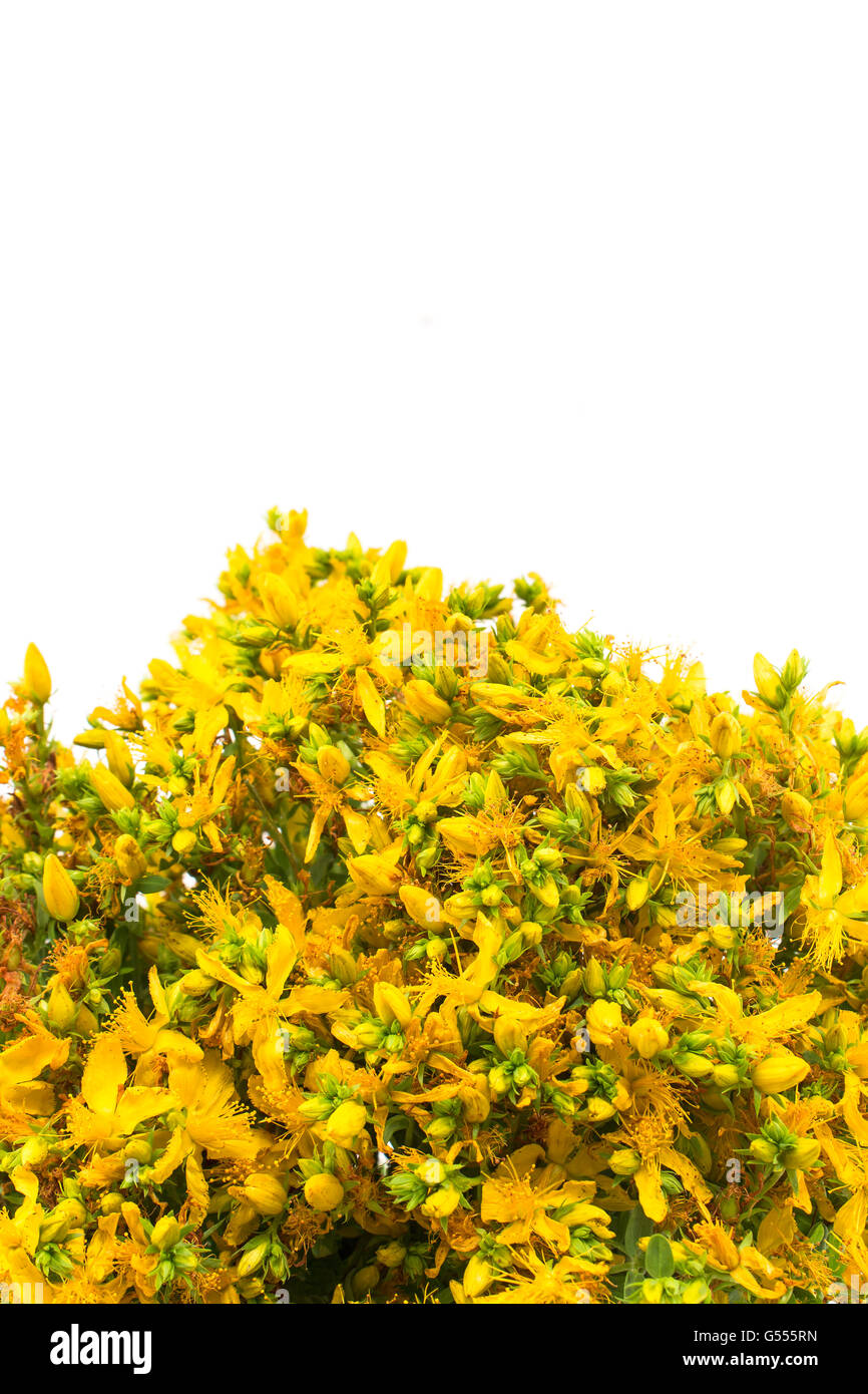 St. John's Wort , Natural Antibiotic, Antidepressant and Antirheumatic