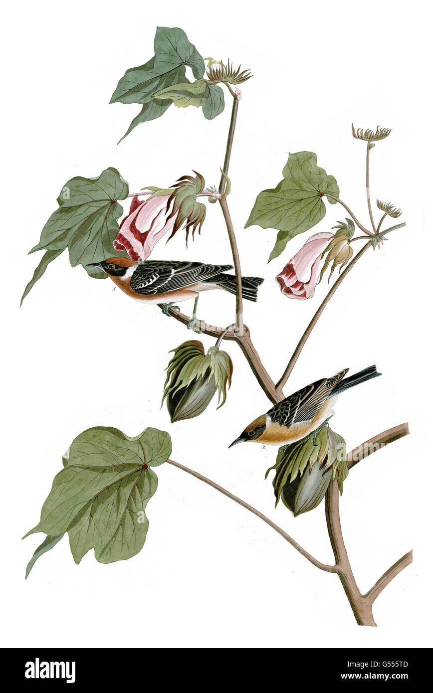Bay-breasted Warbler, Dendroica castanea, birds, 1827 - 1838 Stock Photo