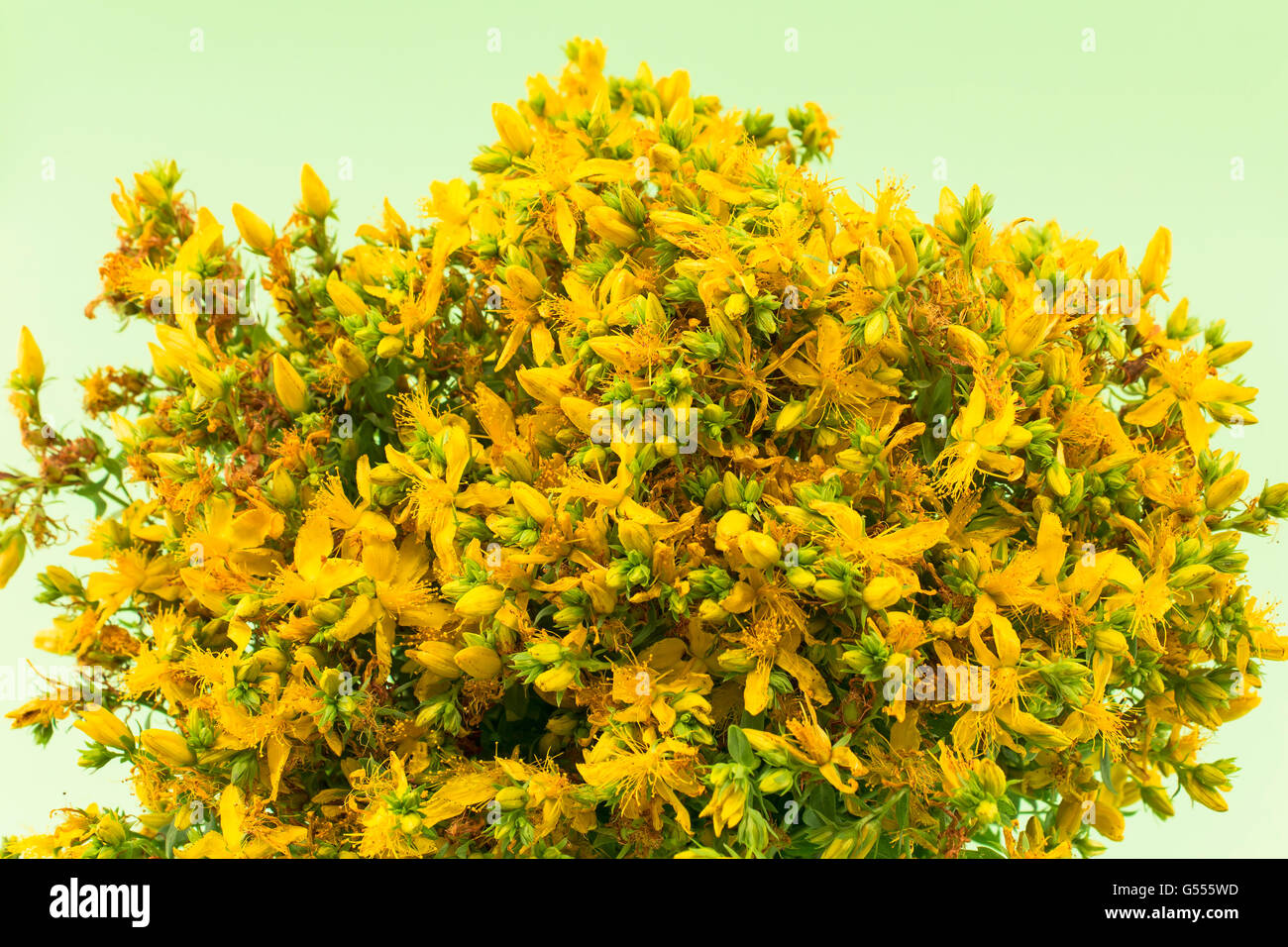 St. John's Wort , Natural Antibiotic, Antidepressant and Antirheumatic