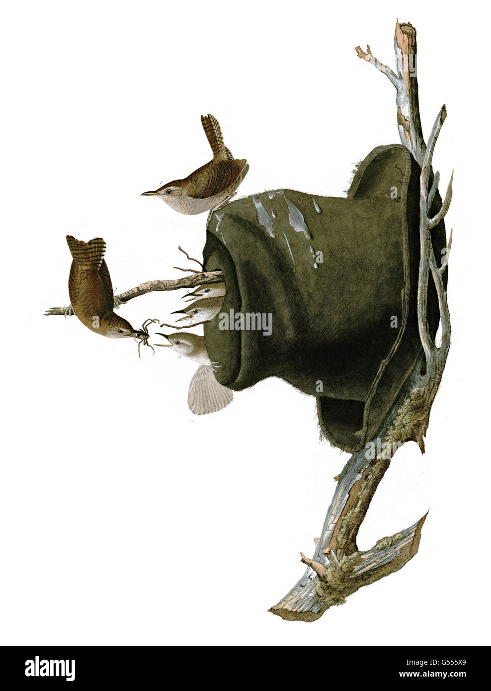 House Wren, Troglodytes aedon, birds, 1827 - 1838 Stock Photo