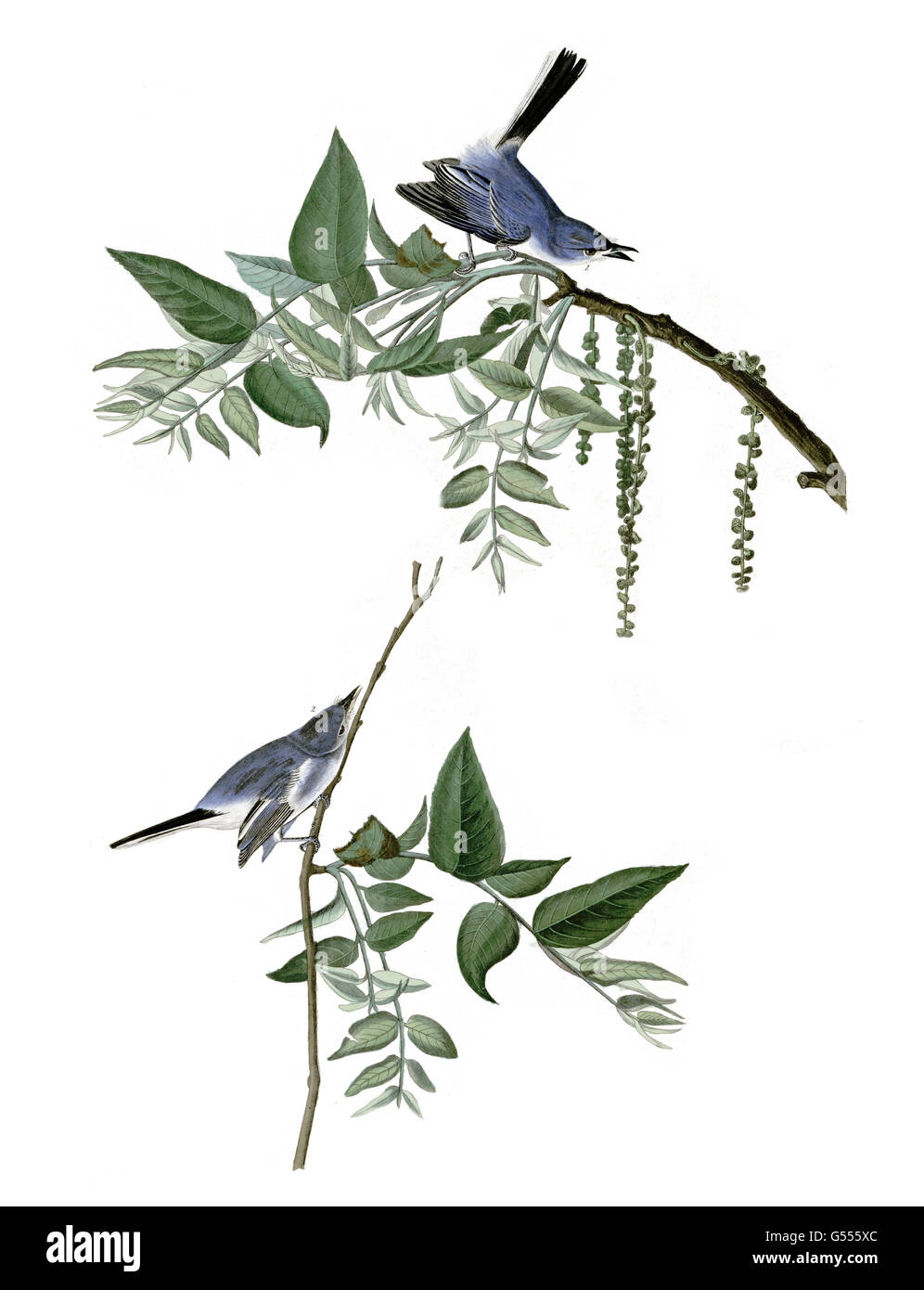 Blue-gray Gnatcatcher, Polioptila caerulea, Blue-Grey Fly-catcher, birds, 1827 - 1838 Stock Photo