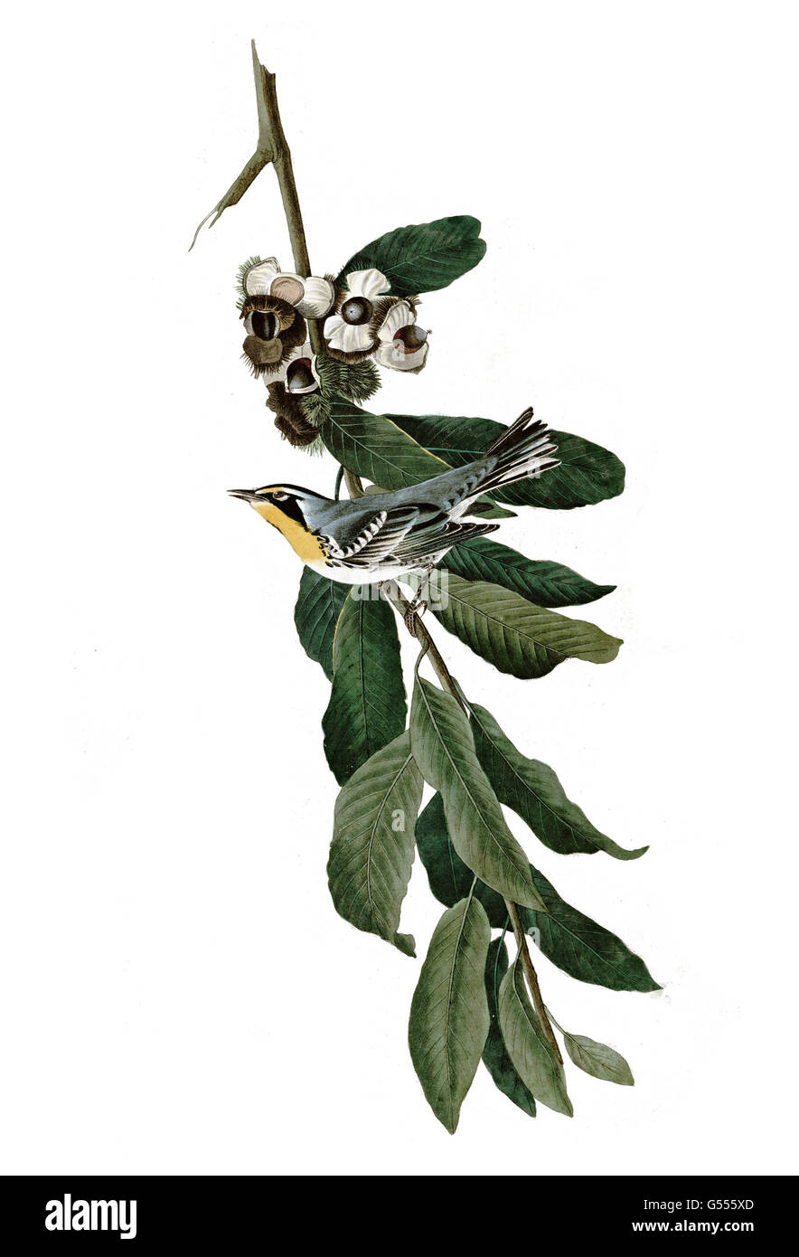 Yellow-throated warbler, Dendroica dominica, Yellow Throated Warbler, birds, 1827 - 1838 Stock Photo